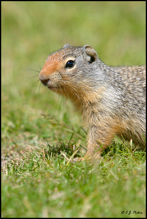 Columbian Ground Squirrel, Banff, AB