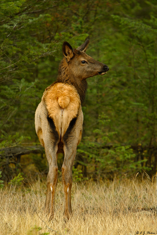 Elk, Jasper NP, AB