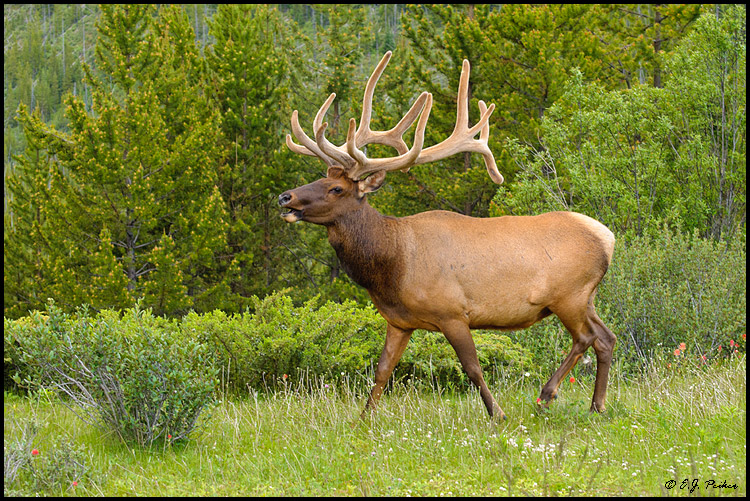 Elk,Banff NP, AB