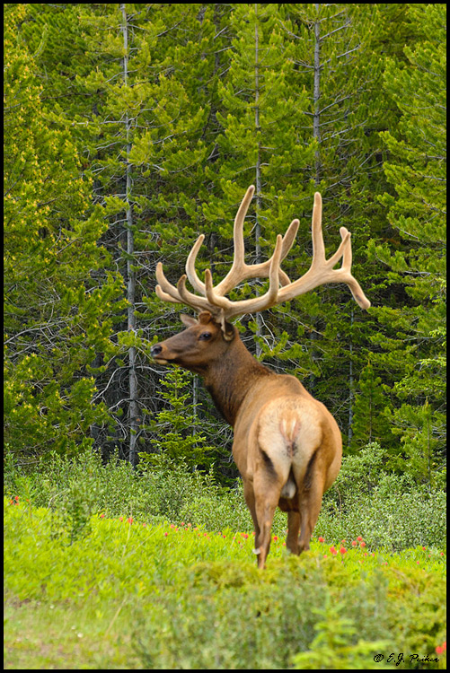 Elk,Banff NP, AB