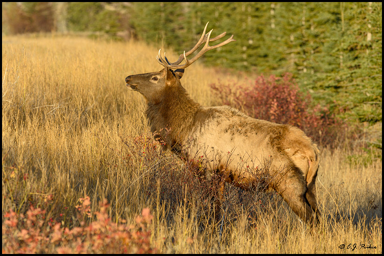 Elk, Jasper NP, AB