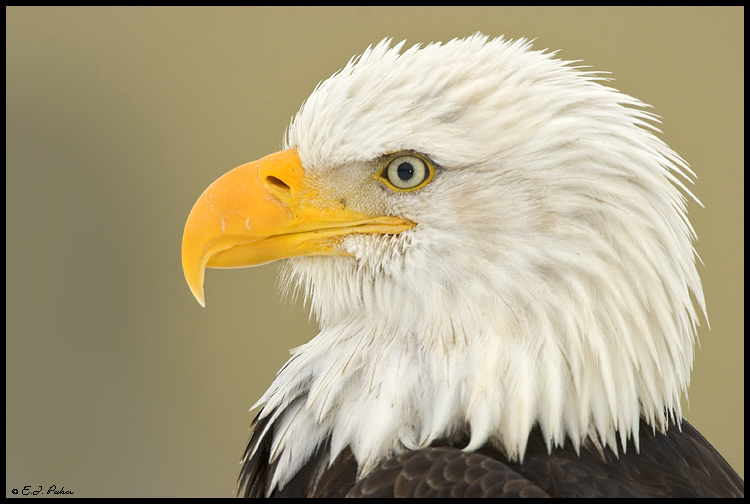 Bald Eagle, Ketchikan, AK