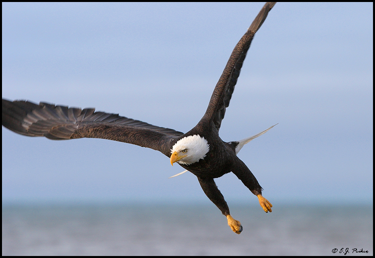 Bald Eagle, Homer, AK