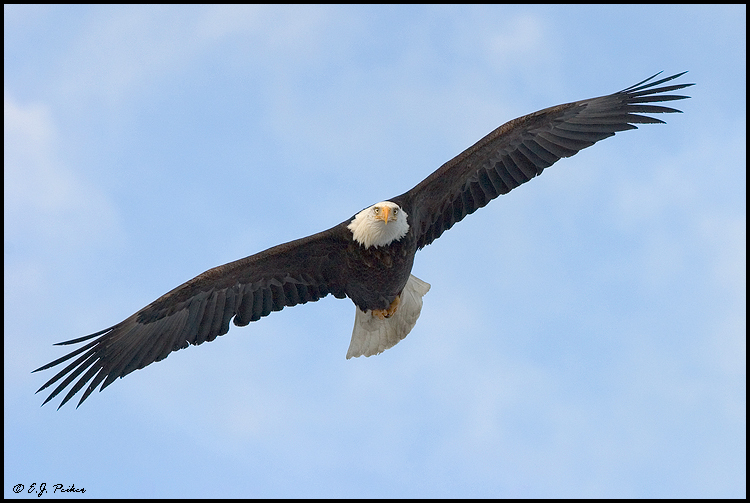 Bald Eagle, Homer, AK