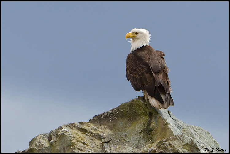 Bald Eagle, Ketchikan, AK