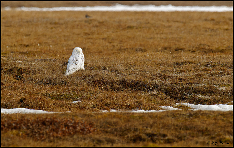 Snowy Owl, Barrow, AK