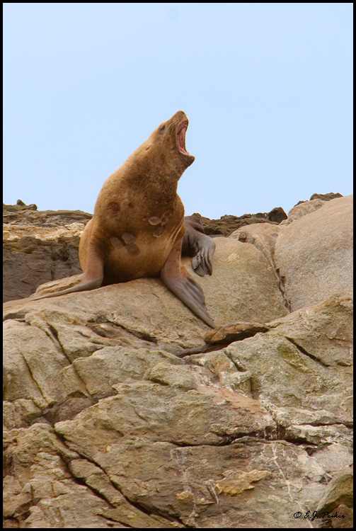Steller Sea Lion, Sitka Sound, AK