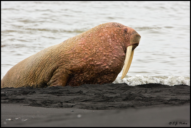 Walrus, Aleutians, AK