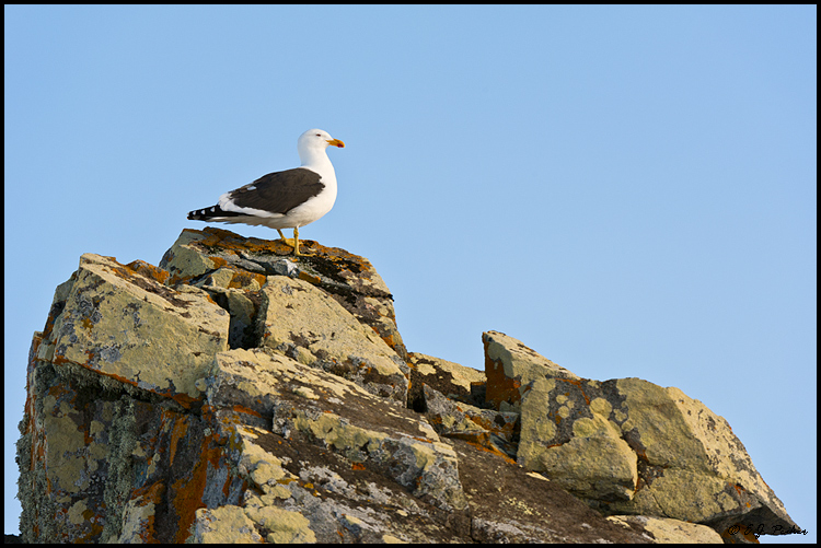Kelp Gull, South Shetland Islands