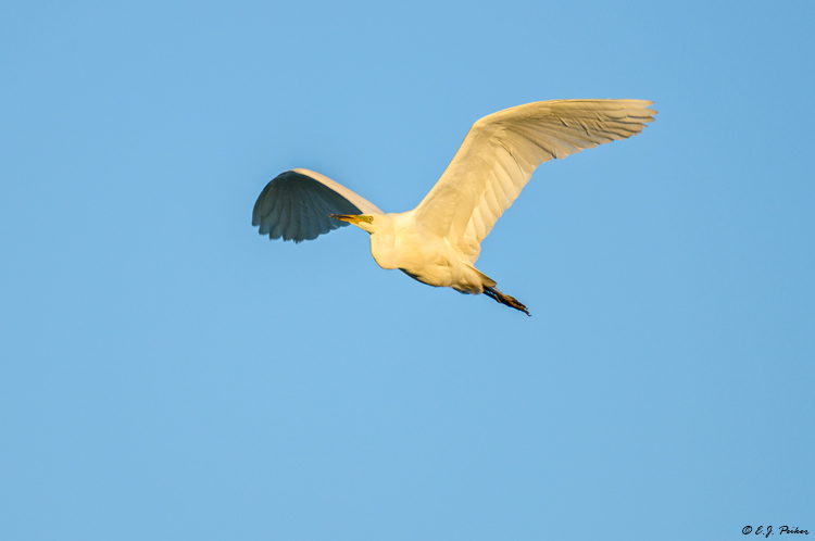 Great Egret, Austria