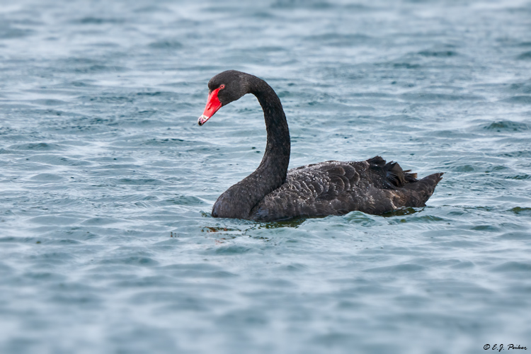 Black Swan, Victoria