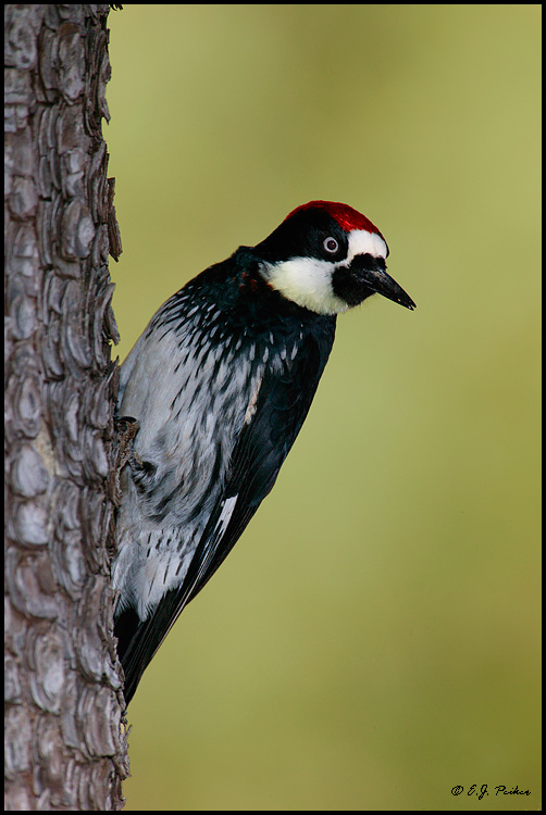 Acorn Woodpecker, Madera Canyon, AZ