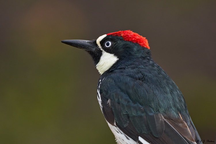Acorn Woodpecker, Madera Canyon, AZ
