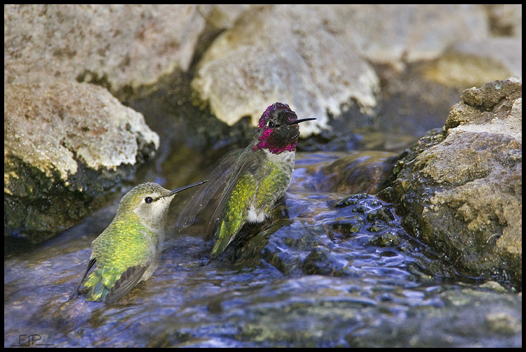 Anna's Hummingbird, Superior, AZ