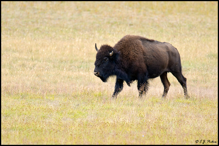 American Bison, Grand Canyon NP, AZ