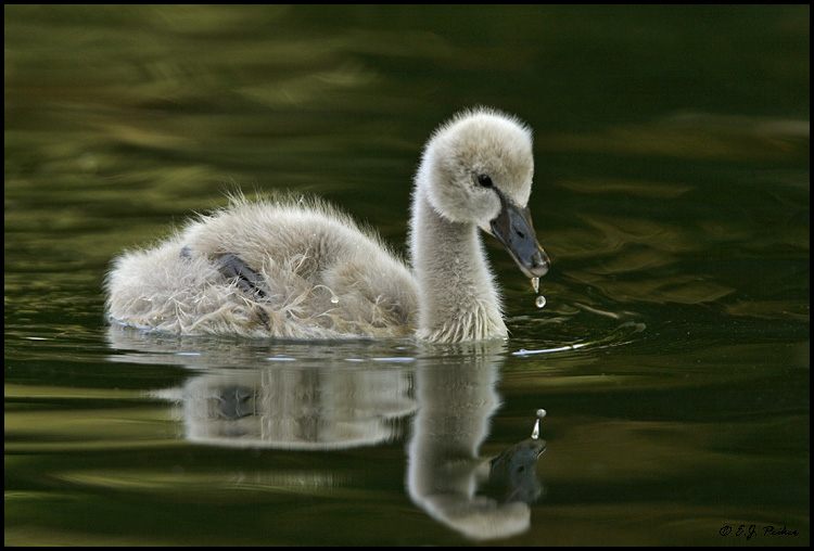 Black Swan, Litchfield Park, AZ