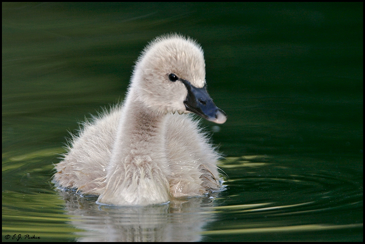 Black Swan, Litchfield Park, AZ