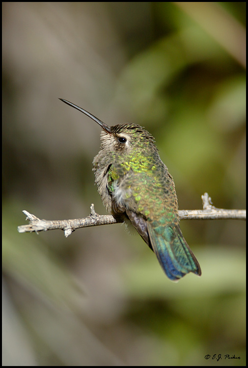 Broad-billed Hummingbird, Madera Canyon, AZ