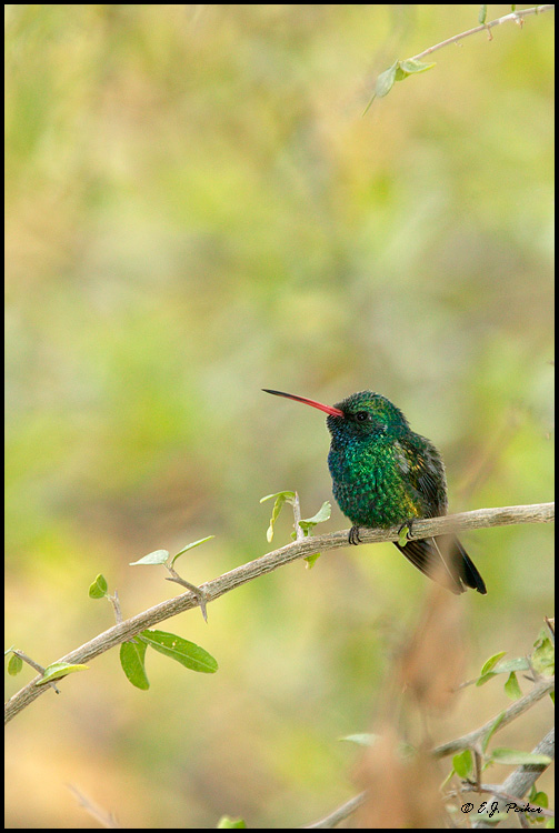 Broad-billed Hummingbird, Phoenix, AZ