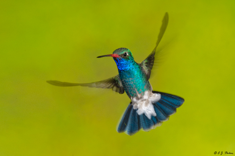 Broad-billed Hummingbird, Amado, AZ