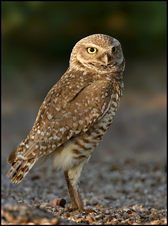 Burrowing Owl, Gilbert, AZ