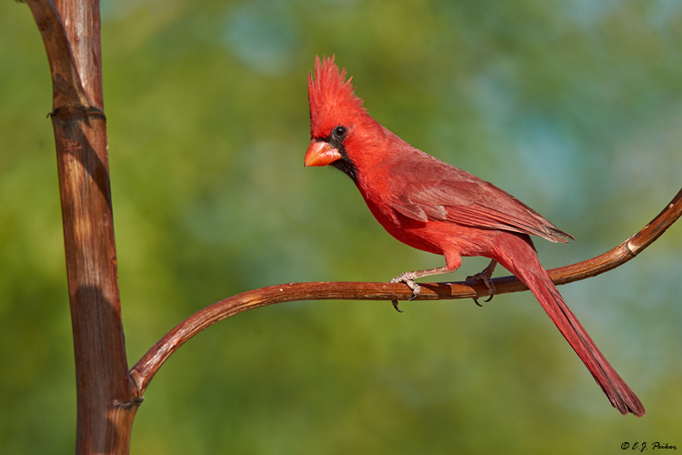 Northern Cardinal, Amado, AZ
