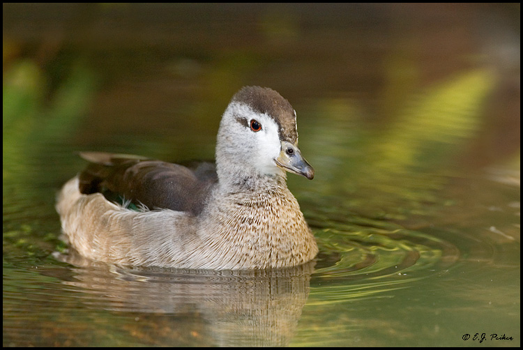 Cotton Pygmy Goose, Phoenx, AZ