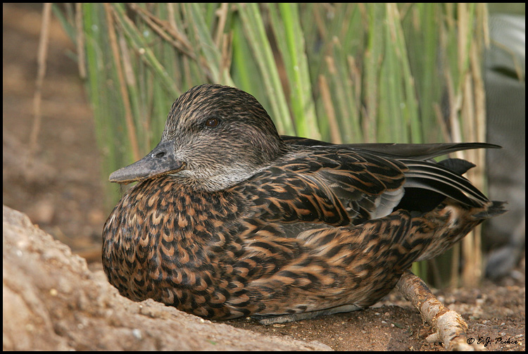 Falcated Duck, Tucson, AZ