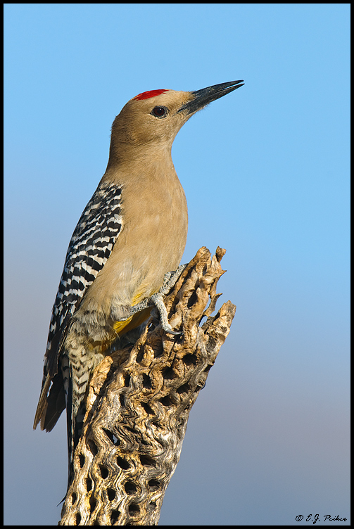 Gila Woodpecker,Amado, AZ