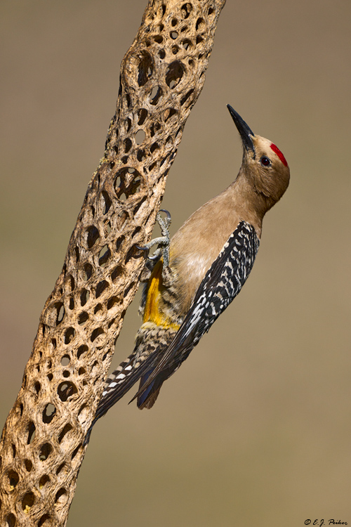 Gila Woodpecker, Marana, AZ