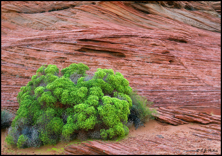 Red Rock, Glen Canyon NRA, AZ