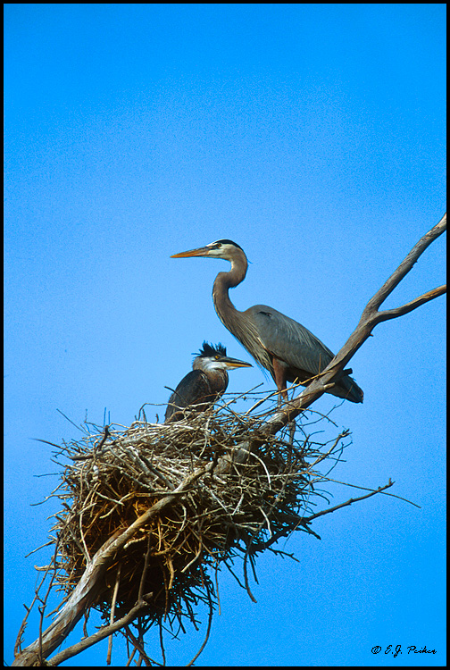 Great Blue Heron, Chandler, AZ