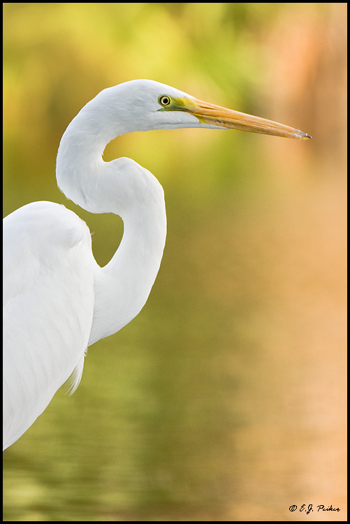 Great Egret, Phoenix, AZ