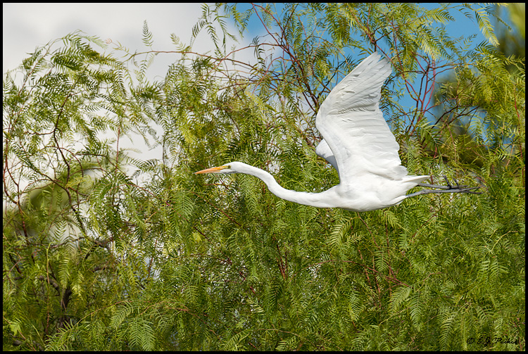 Great Egret, Gilbert, AZ