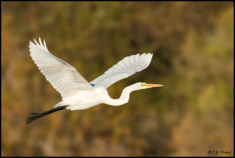 Great Egret, Gilbert, AZ
