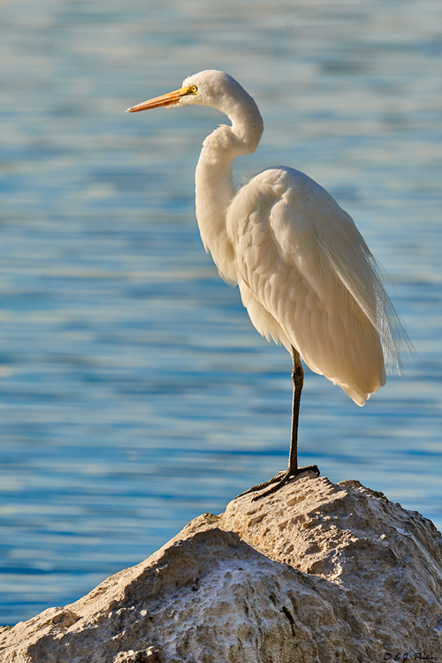 Great Egret, Chandler, AZ