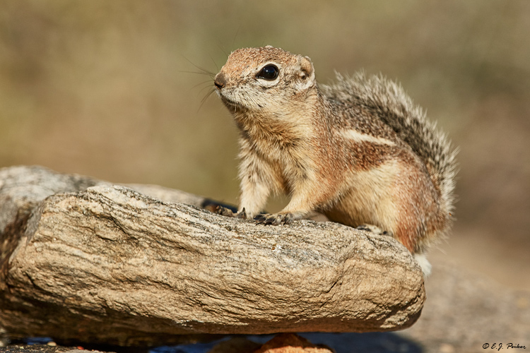 Harris' Antelope Ground Squirrel, Tortolito Mts, AZ