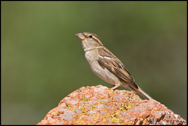House Sparrow, Green Valley, AZ