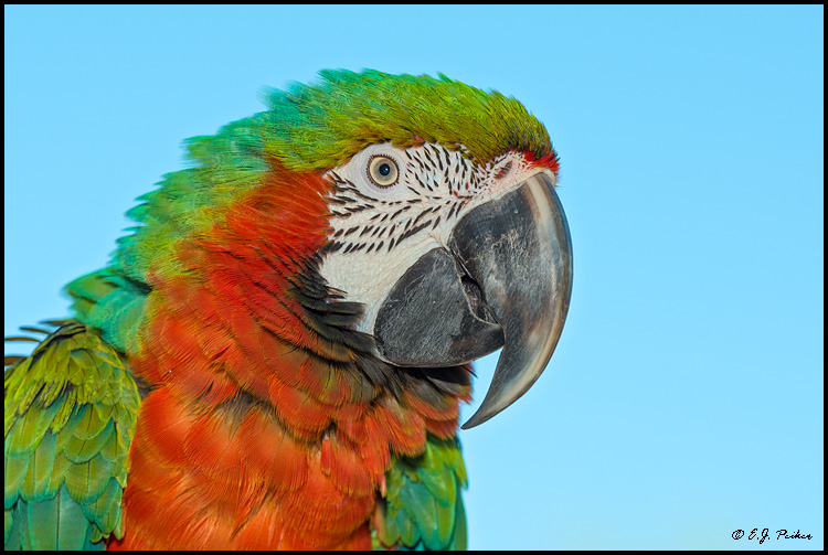 Hybrid Macaw, Mesa, AZ