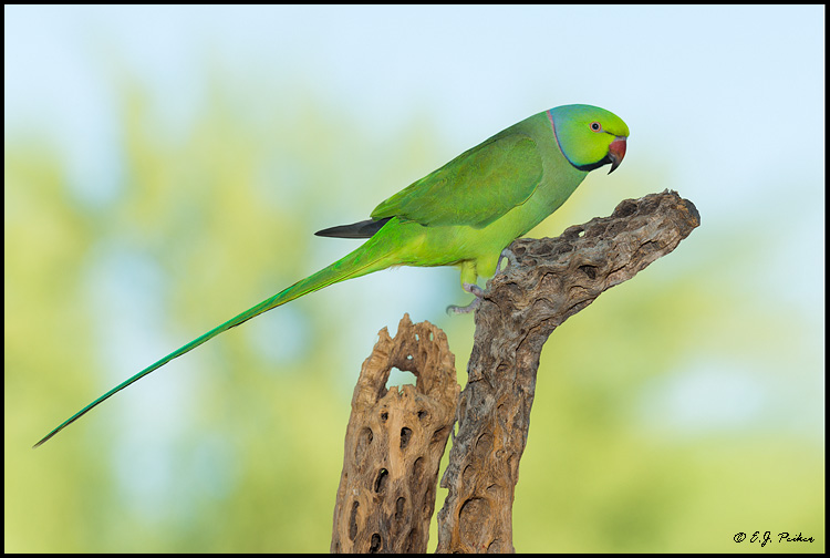 Indian Ringnecked Parrot (c), Mesa, AZ