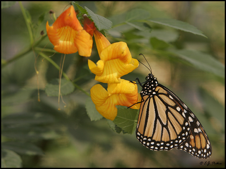 Monarch, Phoenix, AZ