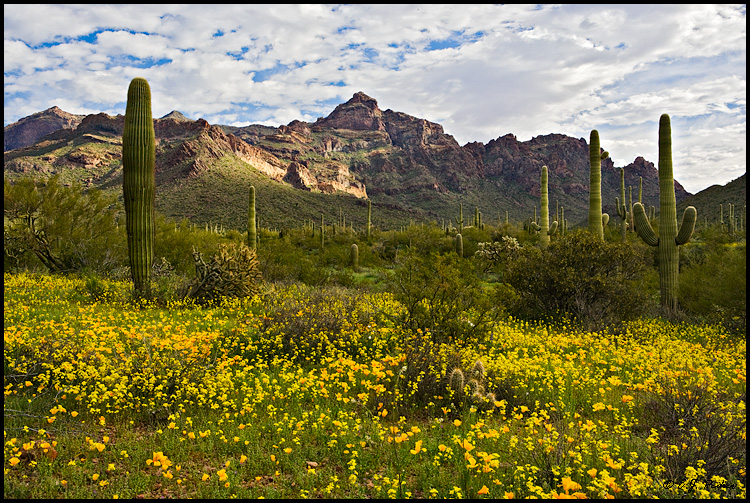 Organ Pipe Cactus National Monument, AZ