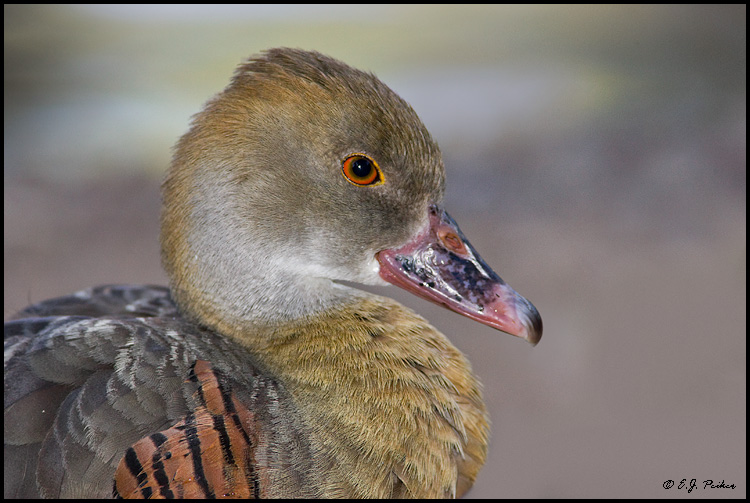 Plumed Whistling Duck, Litchfield Park, AZ