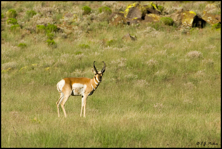 Pronghorn Antelope, Prescott, AZ