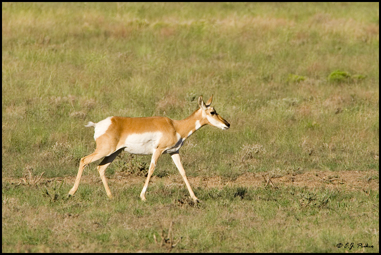 Pronghorn Antelope, Prescott, AZ