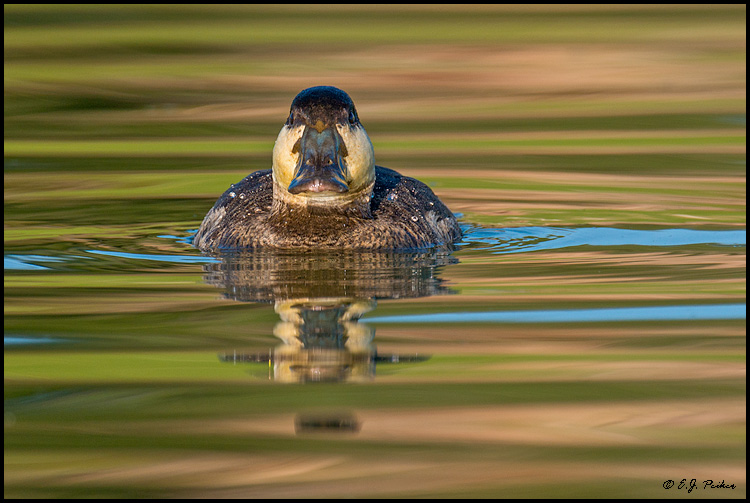 Ruddy Duck, Fountain Hills, AZ