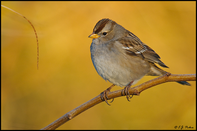 White-crowned Sparrow, Amado, AZ