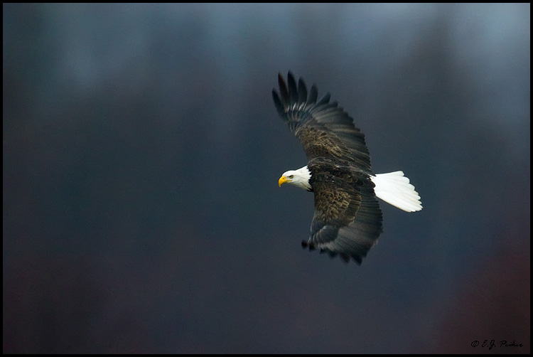 Bald Eagle, Brackendale, BC
