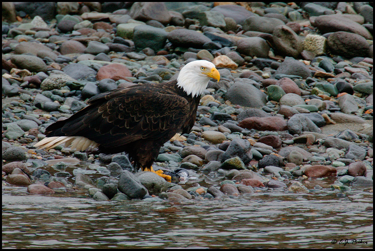 Bald Eagle, Brackendale, BC