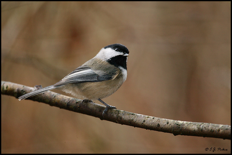 Black-capped Chickadee, Vancouver, BC